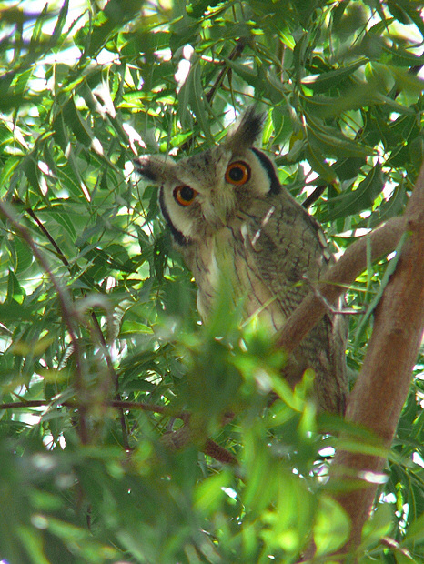 Northern White-faced Owl roosting in the foliage by Javier Remirez