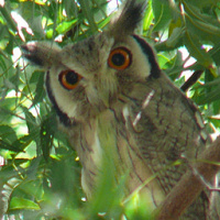 Northern White-faced Owl