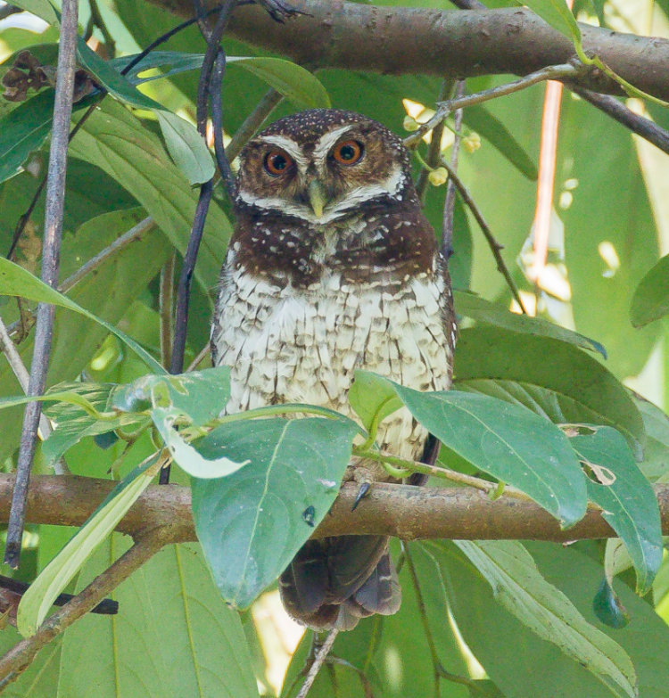 New Britain Boobook perched on a branch among the leaves during the day by Markus Lagerqvist
