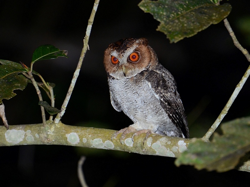 Negros Scops Owl stares intensely from a branch at night by Bram Demeulemeester