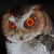 Negros Scops Owl