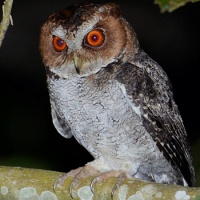 Negros Scops Owl