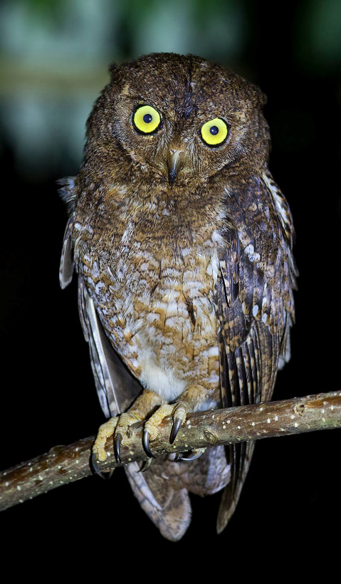 Close view of a Nicobar Scops Owl on a thin branch at night by Sarwan Deep Singh