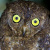 Nicobar Scops Owl