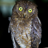 Nicobar Scops Owl