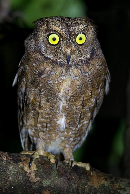 Close frontal view of a Nicobar Scops Owl standing on a branch at night by Sarwan Deep Singh