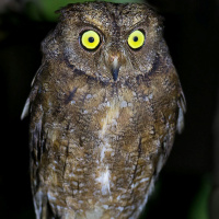 Nicobar Scops Owl