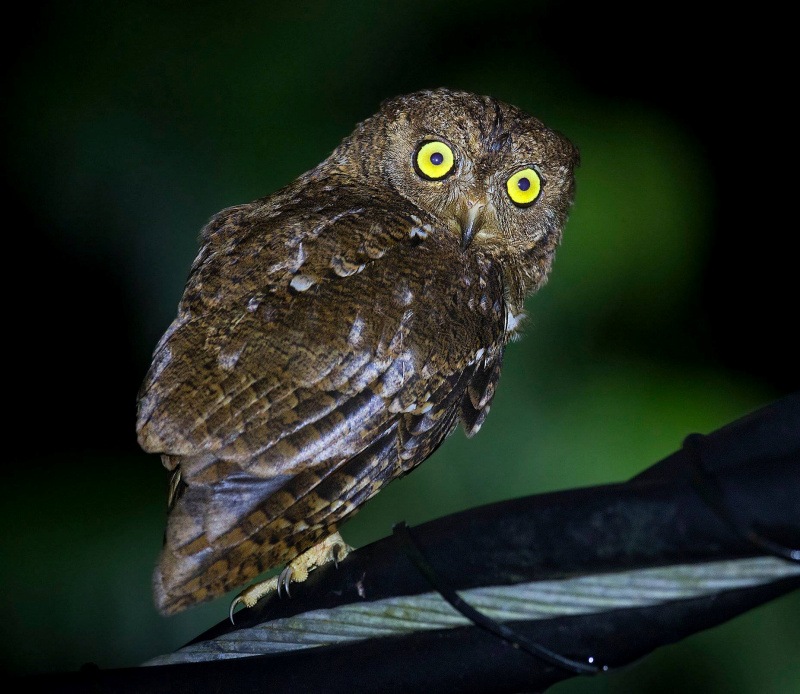 Rear / Side view of a Nicobar Scops Owl looking back at us by Sarwan Deep Singh