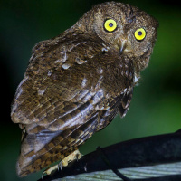 Nicobar Scops Owl