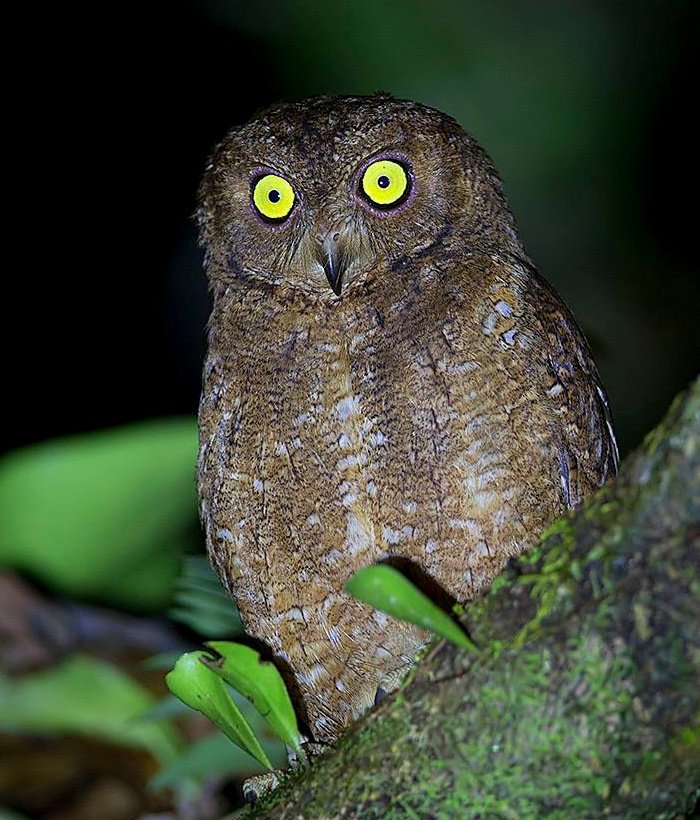 Close view of a Nicobar Scops Owl looking out from behind a thick branch by Sarwan Deep Singh