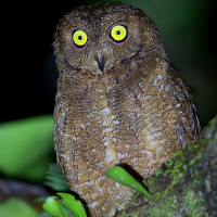 Nicobar Scops Owl