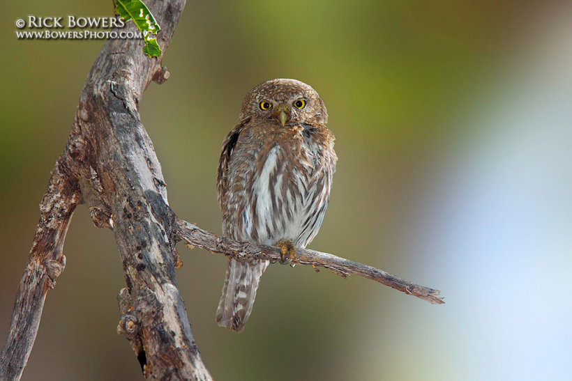 Northern Pygmy Owl perched on a dead branch in the day by Rick & Nora Bowers