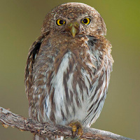 Northern Pygmy Owl