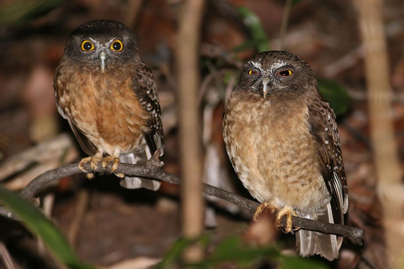 Two Ochre-bellied Boobooks perched on a bent branch at night by Peter Ericsson
