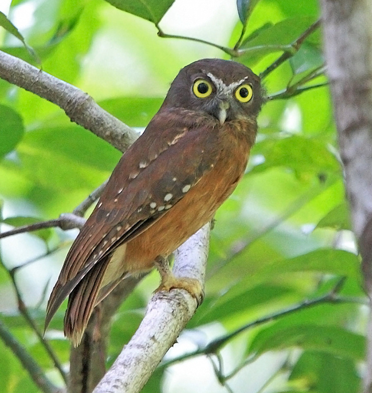 Side view of a Ochre-bellied Boobook with its head turned by Rob Hutchinson