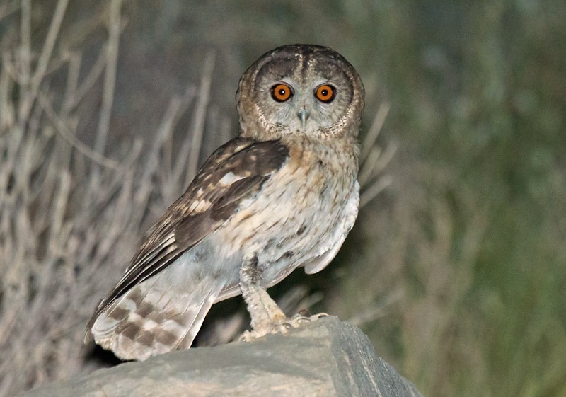 Omani Owl stands on a rock at night by Arnoud van den Berg