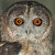 Omani Owl