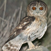 Omani Owl