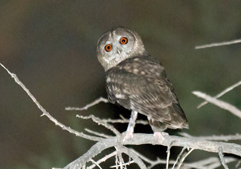 Rear view of an Omani Owl looking back at us by Arnoud van den Berg