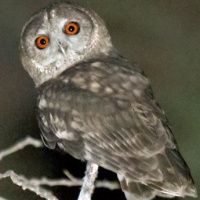 Omani Owl