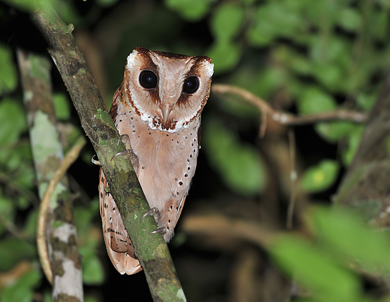 Front facing Oriental Bay Owl gripping a green branch by Peter Ericsson