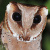 Oriental Bay Owl