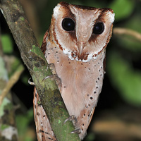 Oriental Bay Owl