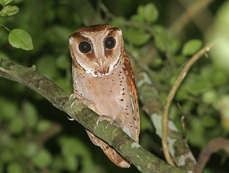 Front view of an Oriental Bay Owl gripping a green branch by Peter Ericsson