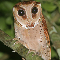 Oriental Bay Owl