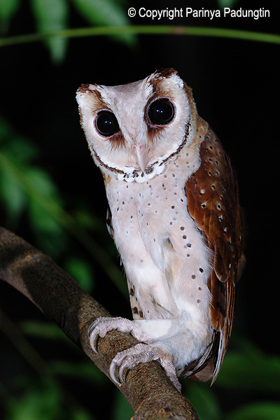 Side profile photo of an Oriental Bay Owl perched on a branch by Parinya Padungtin