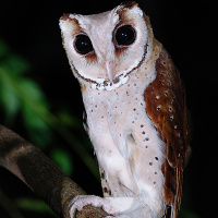 Oriental Bay Owl