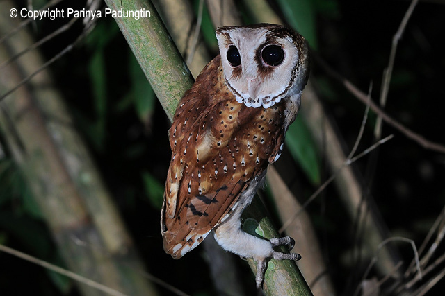 Oriental Bay Owl looking back over its shoulder by Parinya Padungtin