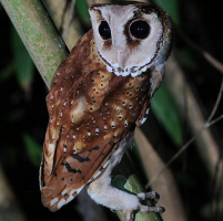 Oriental Bay Owl