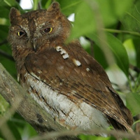 Oriental Scops Owl