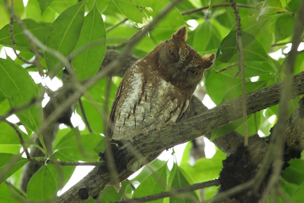 Oriental Scops Owl looking down from roosting branch by Chan Yoke Meng