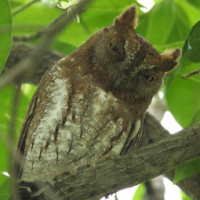 Oriental Scops Owl