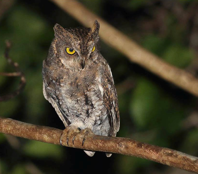 Oriental Scops Owl perched on a branch at night by Christian Artuso