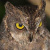 Oriental Scops Owl