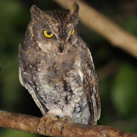 Oriental Scops Owl