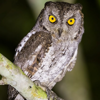 Oriental Scops Owl