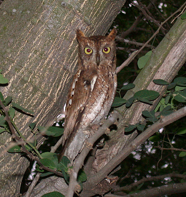 Oriental Scops Owl looking very alert at night by Peter Ericsson