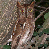 Oriental Scops Owl