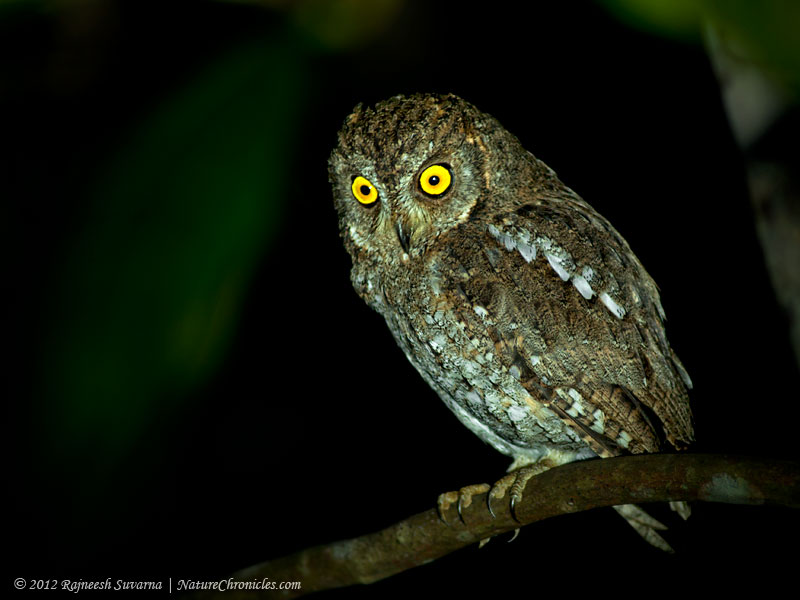 3/4 profile of an Oriental Scops Owl perched at night by Rajneesh Suvarna