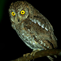 Oriental Scops Owl