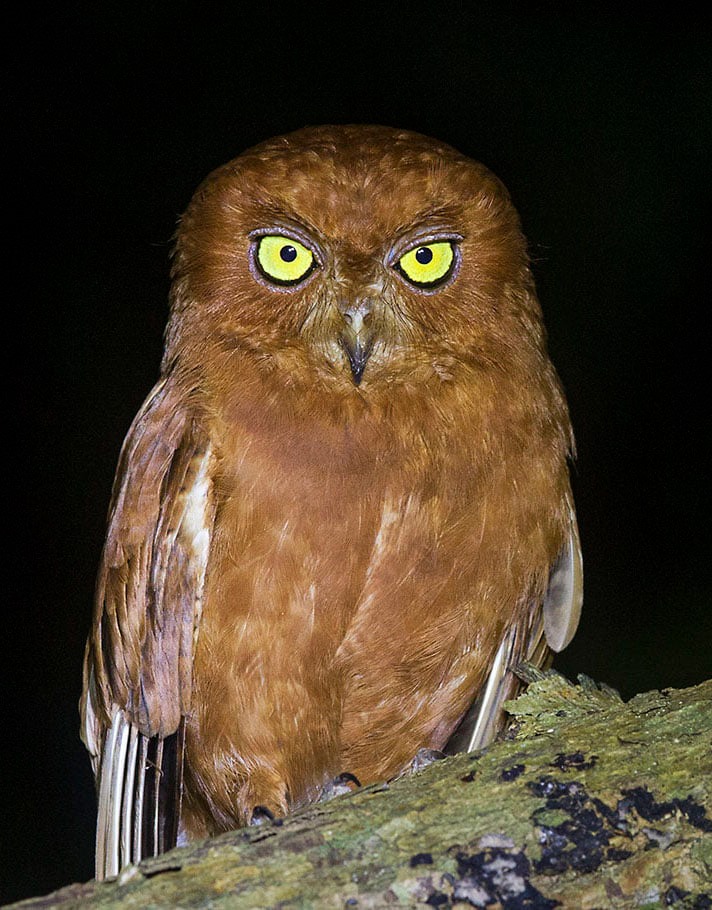 Oriental Scops Owl perched on a thick branch at night by Sarwan Deep Singh