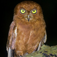 Oriental Scops Owl