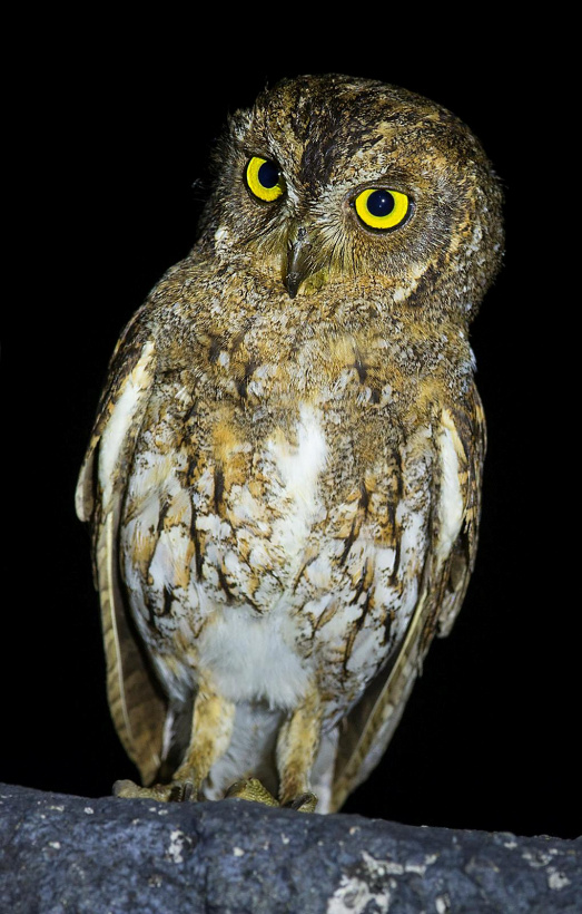 Close view of an Oriental Scops Owl standing on a branch at night by Sarwan Deep Singh