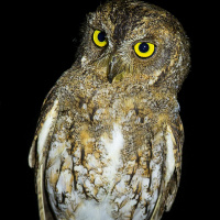 Oriental Scops Owl