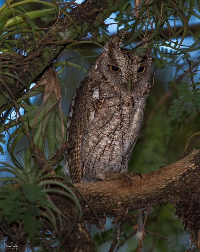 Pacific Screech Owl at roost in the foliage by Christian Sanchez