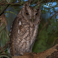 Pacific Screech Owl